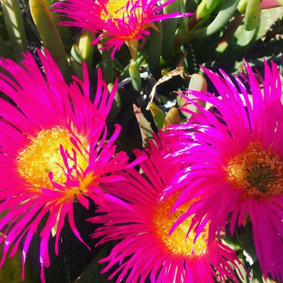 Meet your Posher, Lorien - Picture 2 of 3